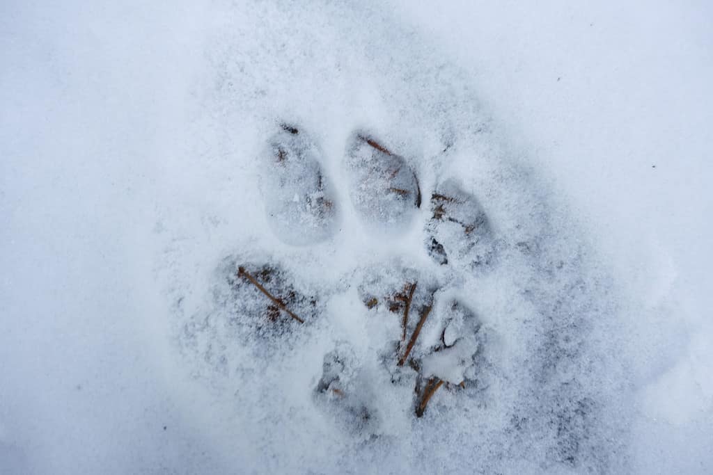 Una coppia californiana cattura il video di un leone di montagna che insegue un cervo nel loro cortile
