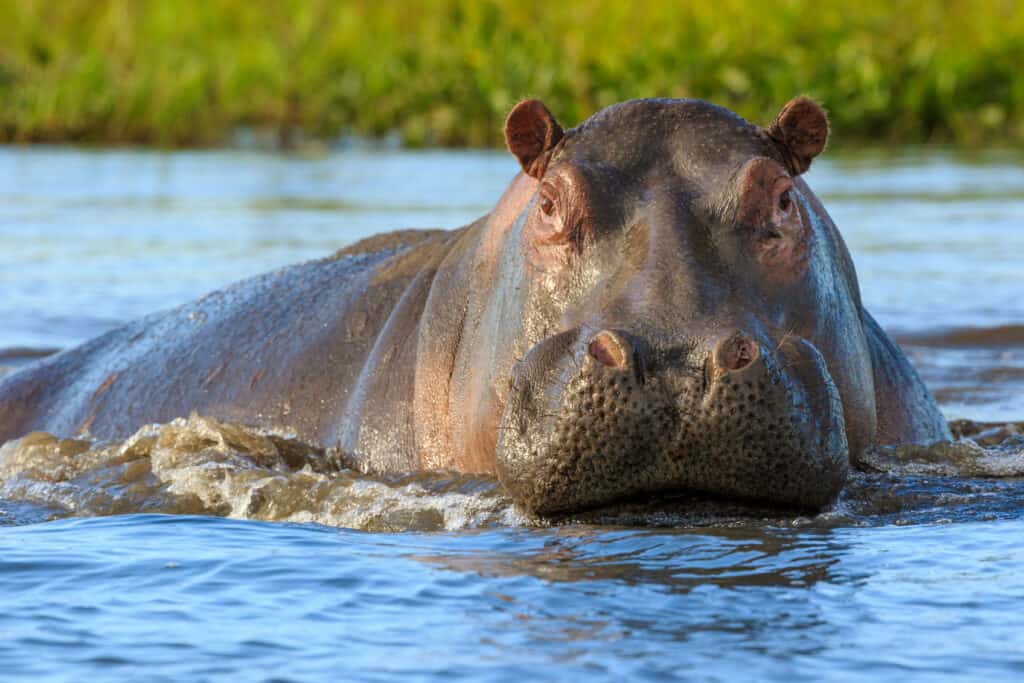 Ippopotamo che emerge dall'acqua