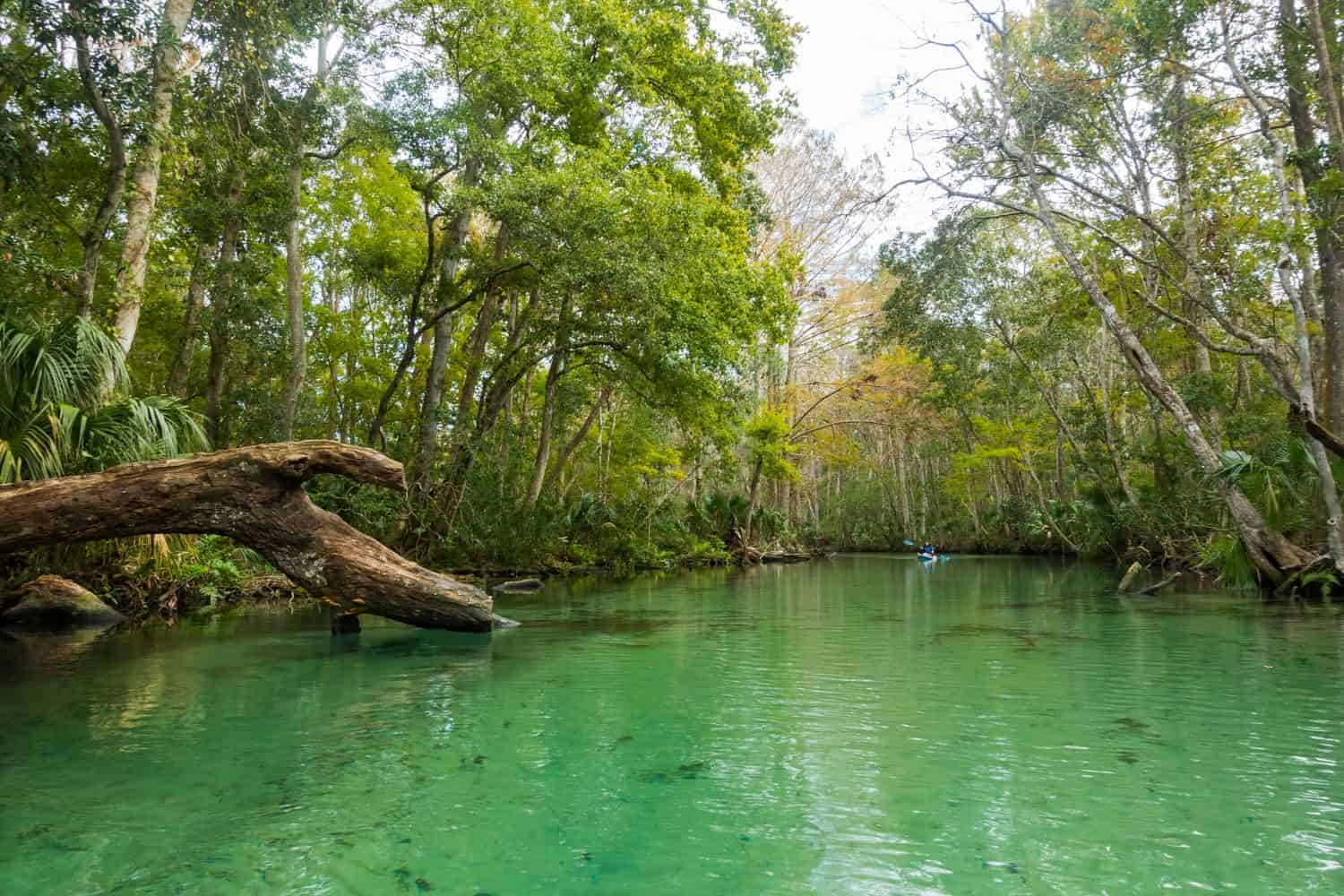 Donna sul paddle board gonfiabile in un parco.  Fiume e foresta calmi verdi.  Vacanza sul fiume.  Sport acquatico.  Weeki Wachee, Florida, Stati Uniti.  