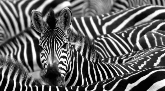 primo piano di una zebra circondata da strisce bianche e nere nella sua mandria