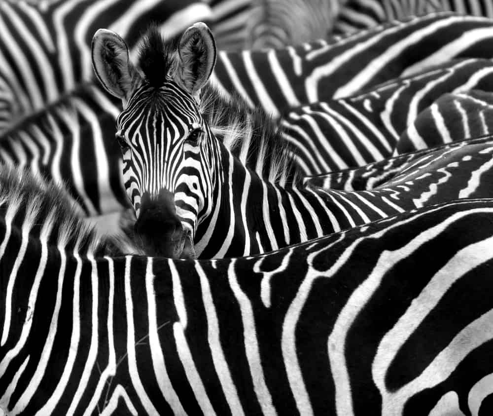 primo piano di una zebra circondata da strisce bianche e nere nella sua mandria