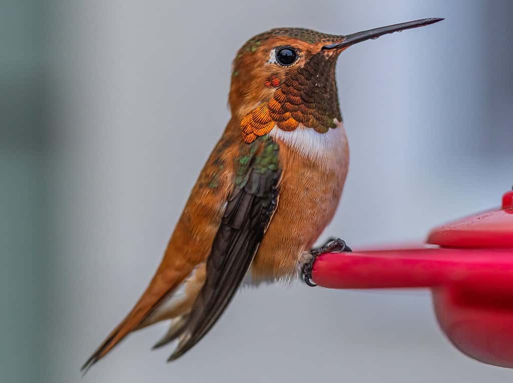 Chiuda sulle foto macro di un colibrì rossiccio