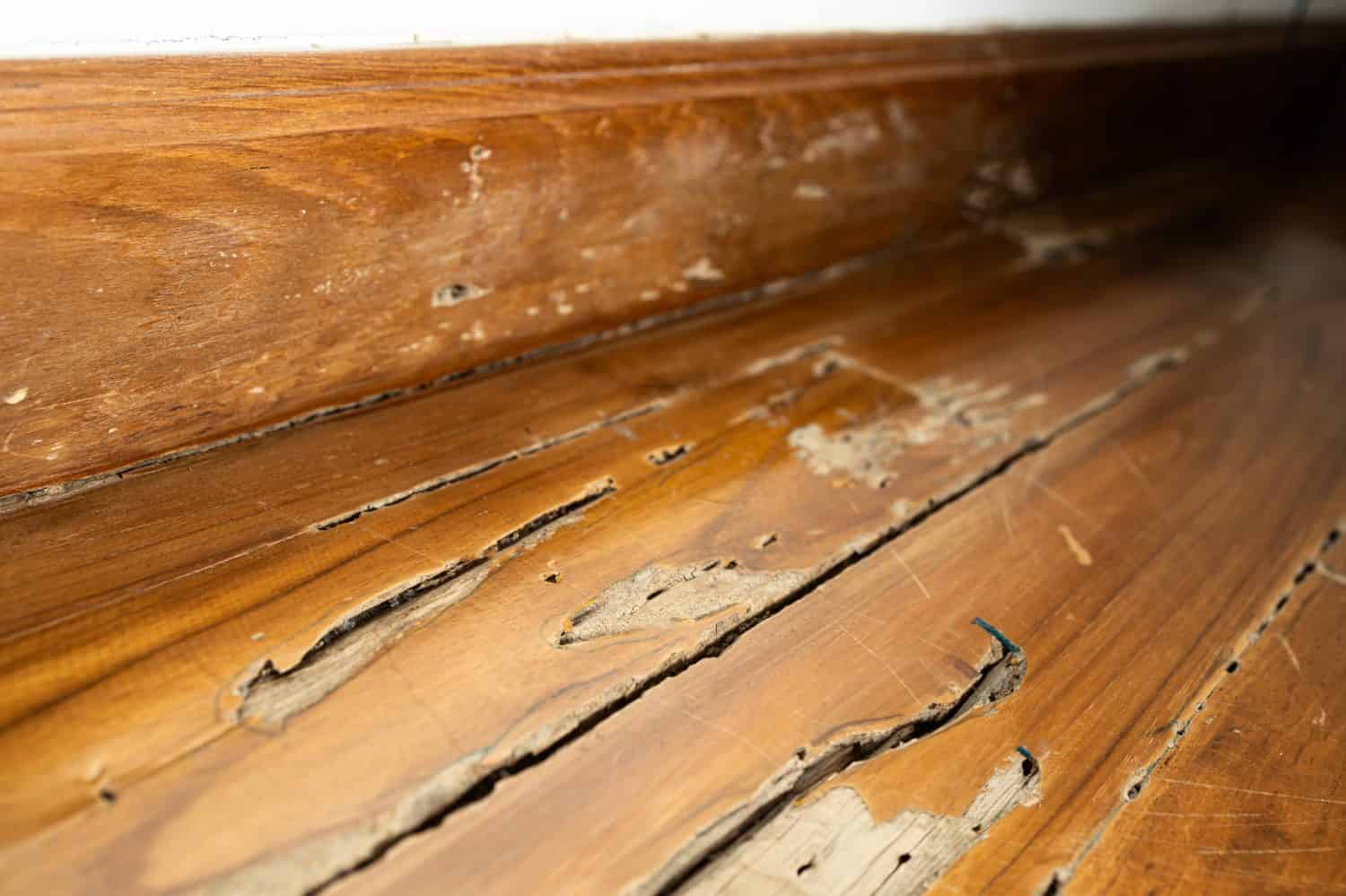 Danni al pavimento in legno all'interno di edifici o strutture in legno nella casa, decomposizione del legno dopo che le termiti del legno secco infestano e si nutrono di legno, problema di infestazione di termiti in casa