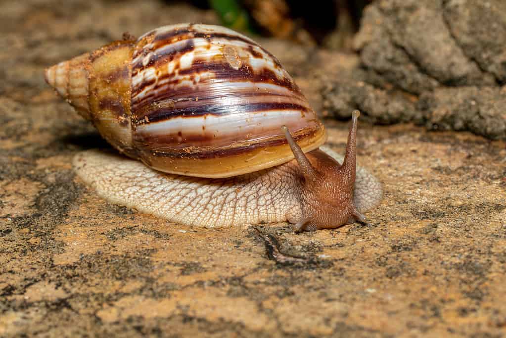 Lumaca terrestre africana gigante (Achatina fulica), Tsingy de Bemaraha, fauna selvatica del Madagascar