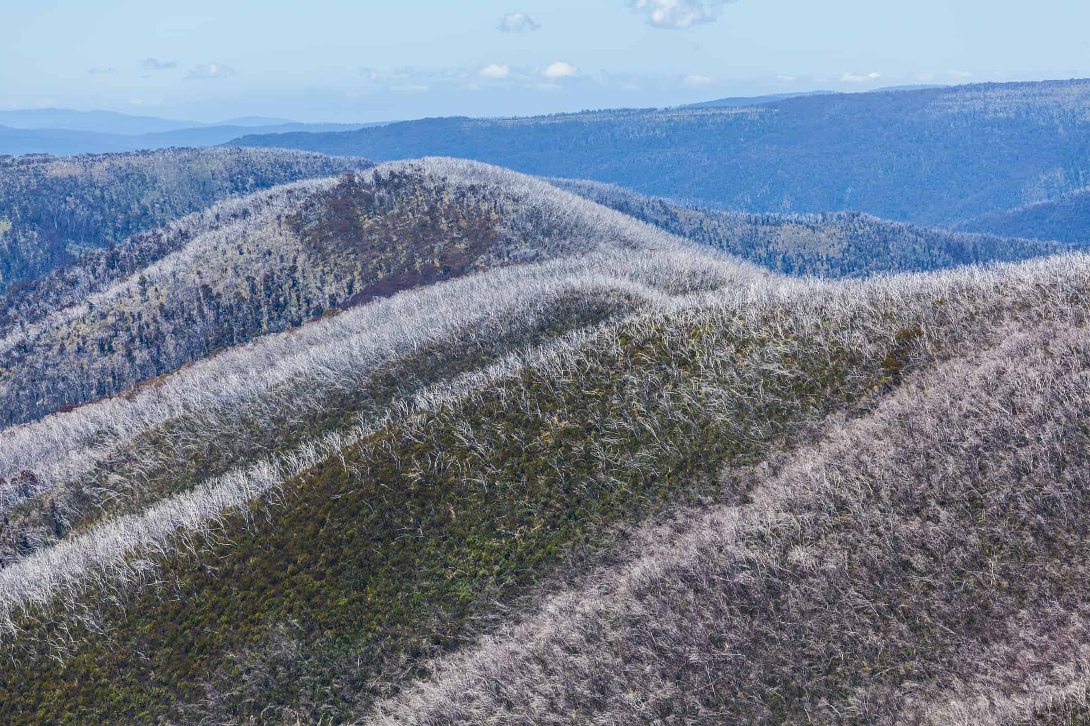 Alberi secchi sulla cima di dolci colline nelle Alpi australiane, Victoria, Australia