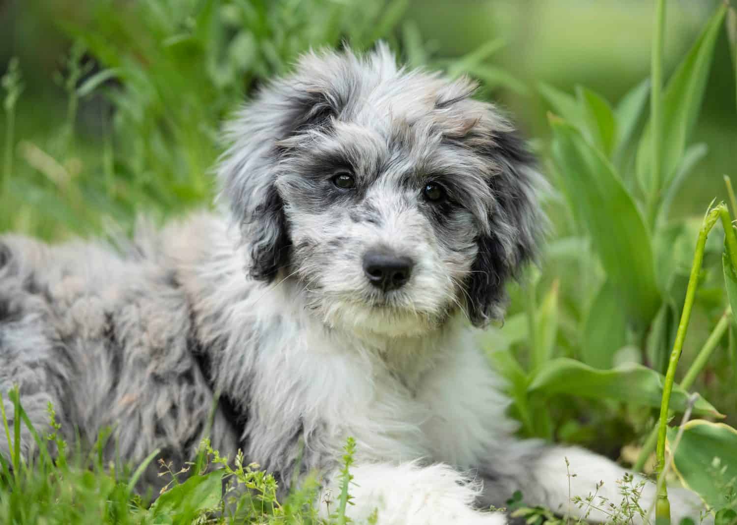 Cucciolo femminile di merle aussiedoodle nell'erba.