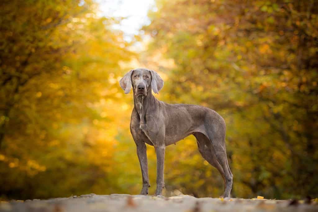 Cane Weimaraner nella foresta autunnale