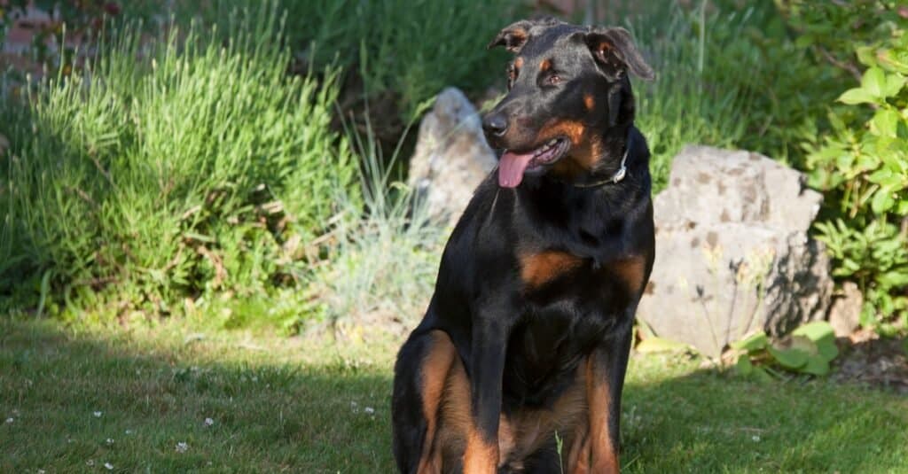 Beauceron riposa nell'erba