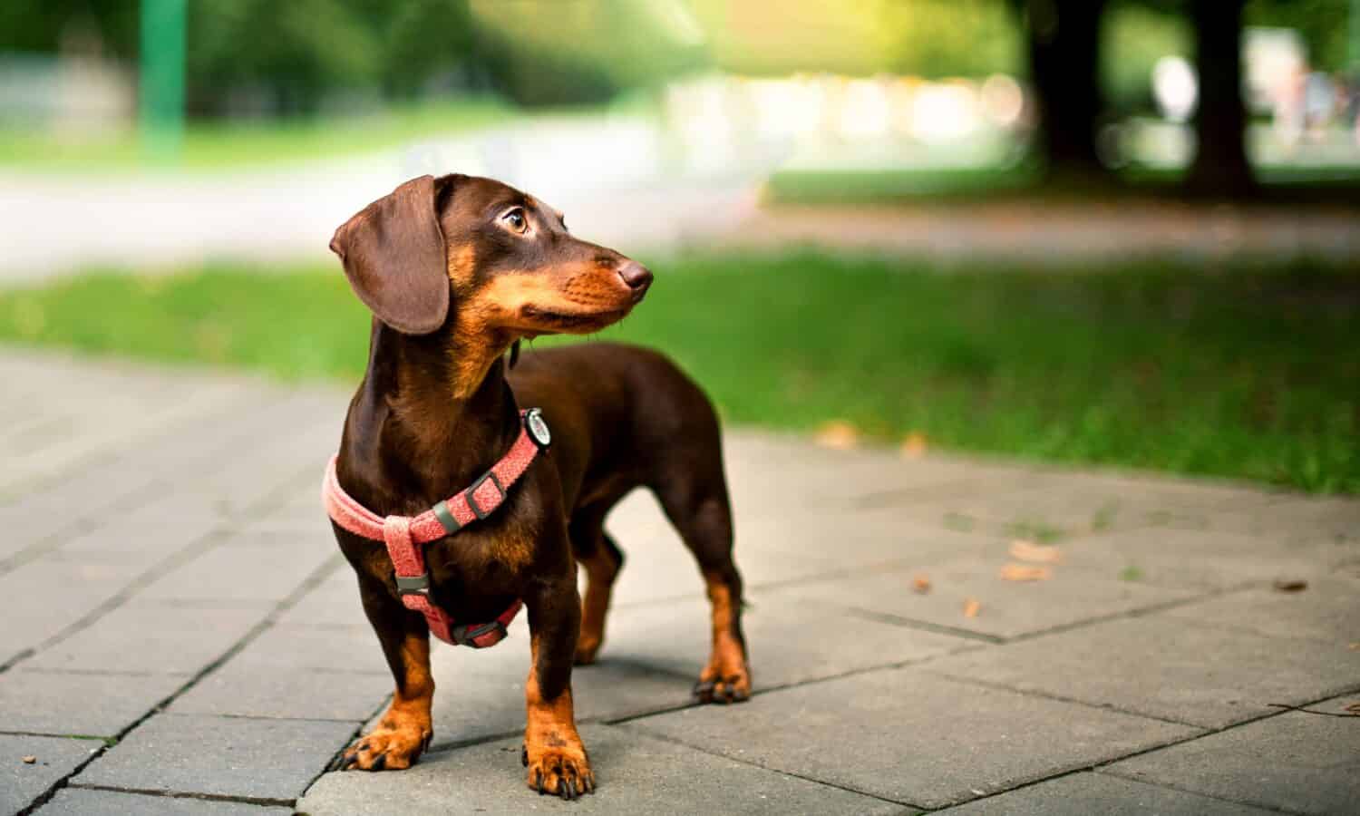 Cane bassotto.  La bambina marrone ha sei mesi.  Il cane si trova sullo sfondo di alberi e vicoli sfocati.  Lei girò la testa di lato.  La foto è sfocata