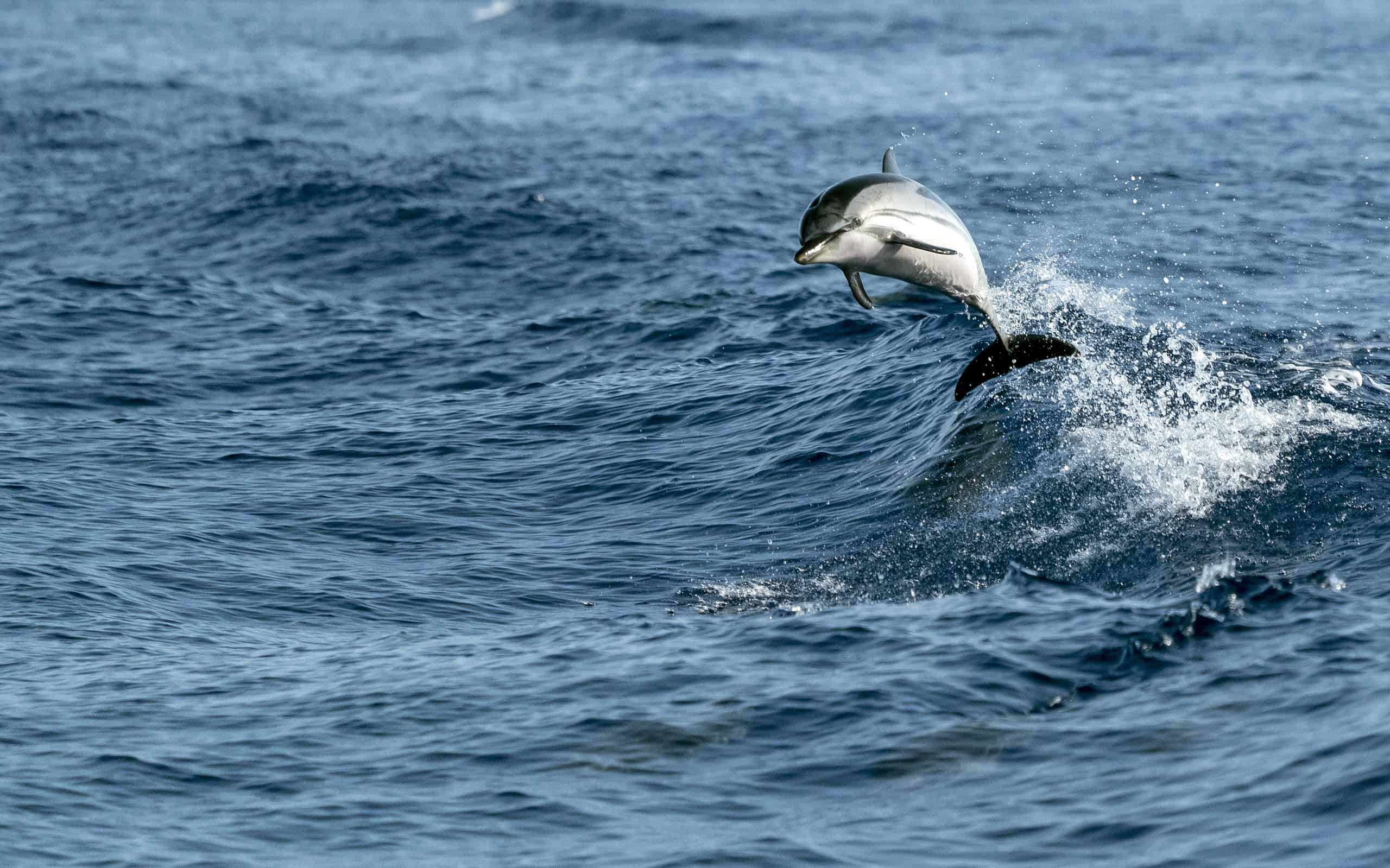 delfini striati mentre saltano nel mare blu profondo