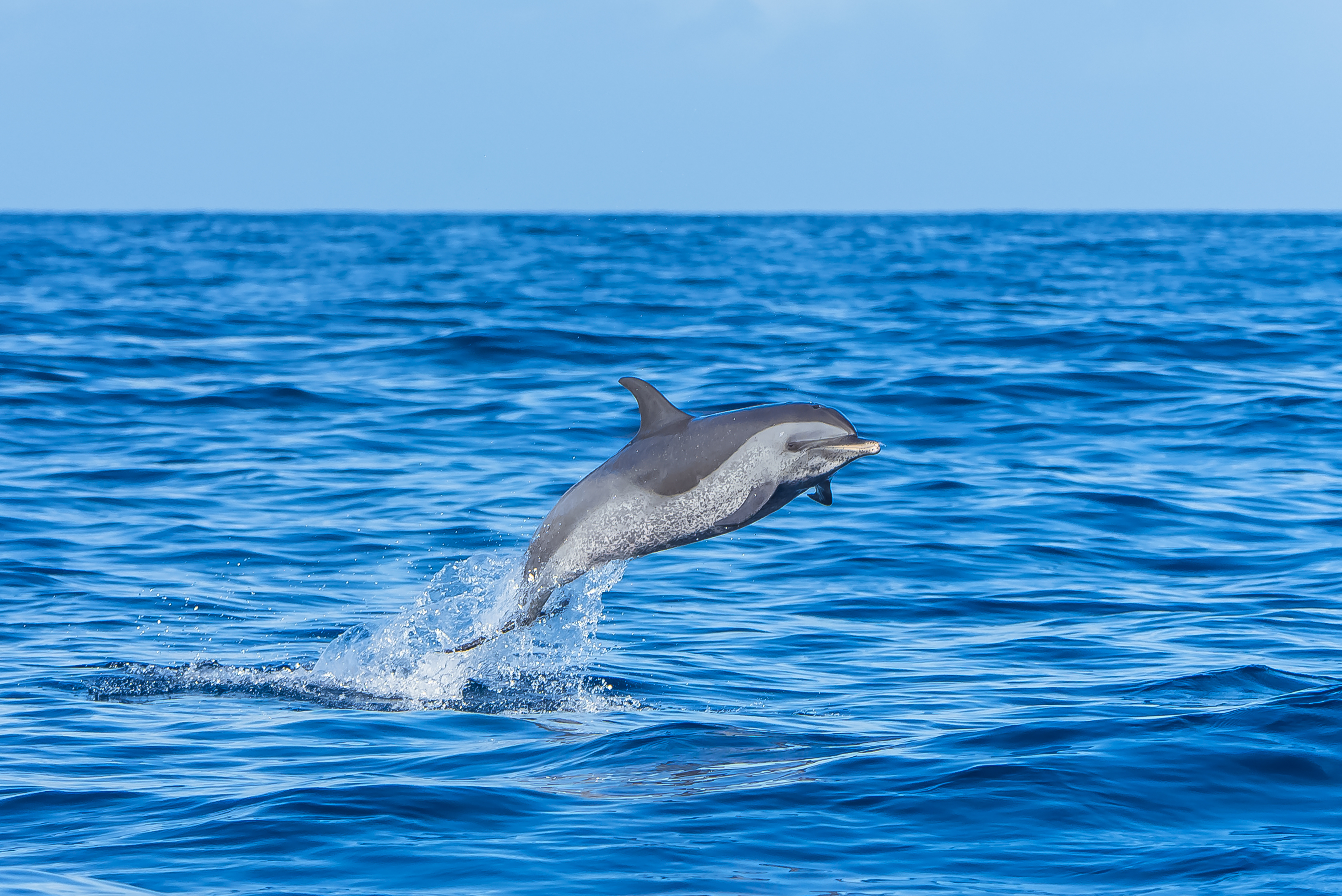 Delfino maculato pantropicale, delfino