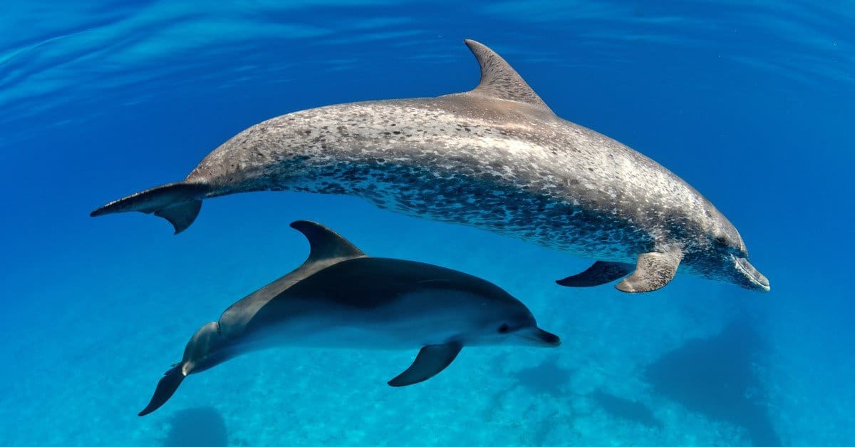 Una mamma delfina avvistata dell'Atlantico con il suo cucciolo nelle acque delle Bahamas.