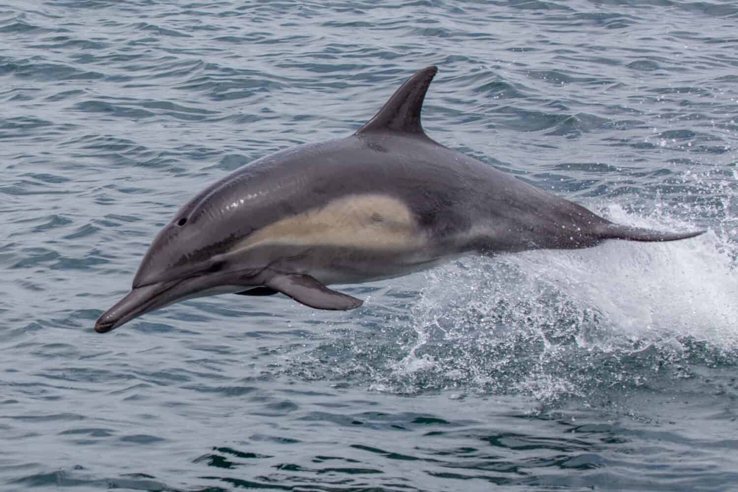 Delfino comune dal becco lungo - Delphinus capensis