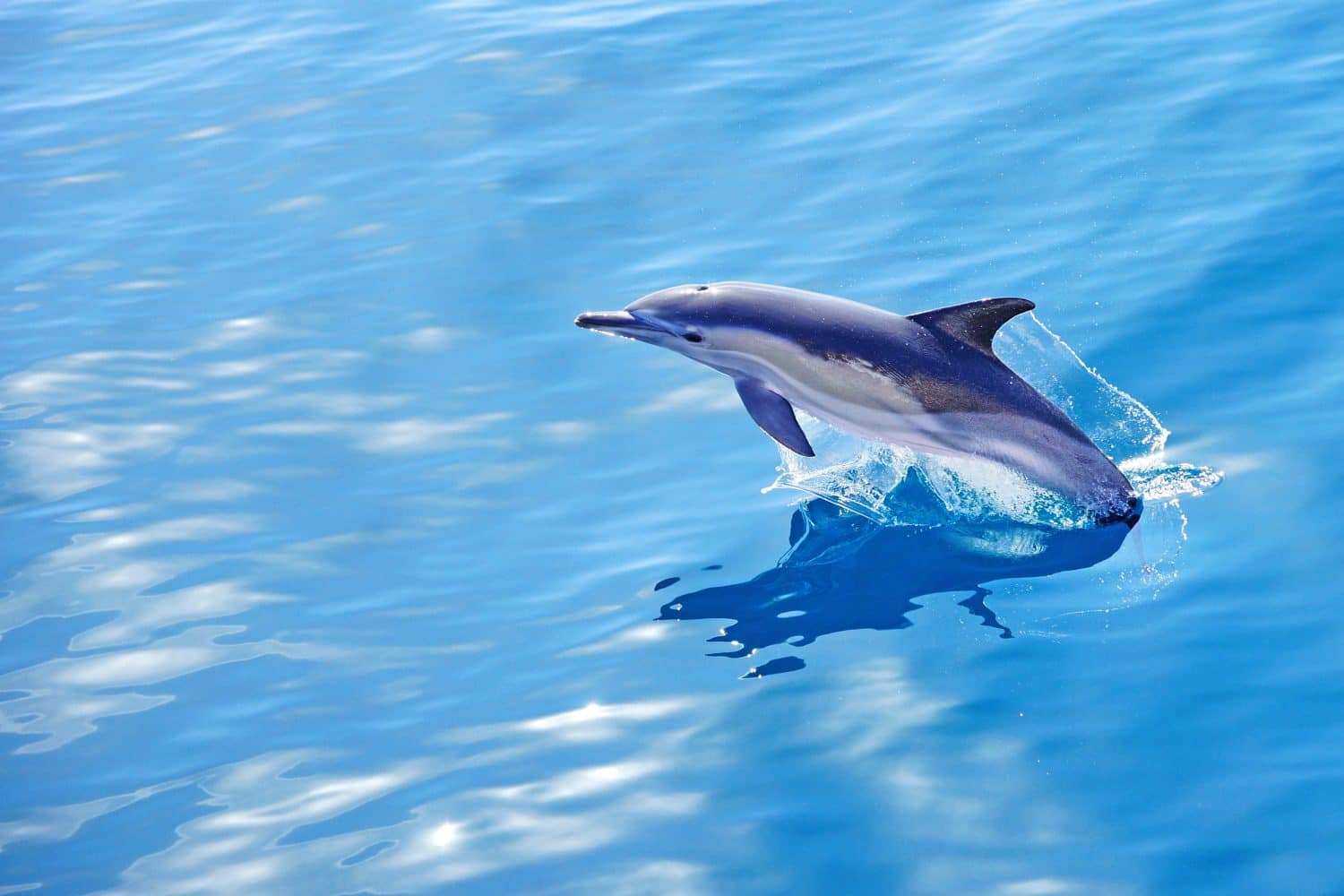 Delfino comune a becco corto, delphinus delphis, saltando dall'Oceano Atlantico al largo della costa portoghese di Sagres, Algarve, Portogallo