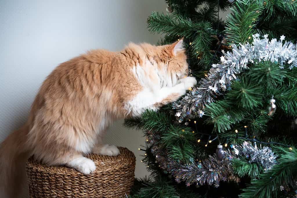 curioso gatto maine coon bianco zenzero che gioca con le decorazioni dell'albero di natale