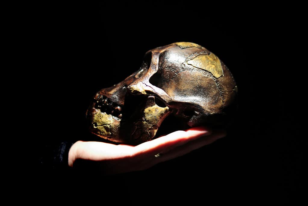 Modello del cranio di un antenato umano (Australopithecus afarensis) su una mano.