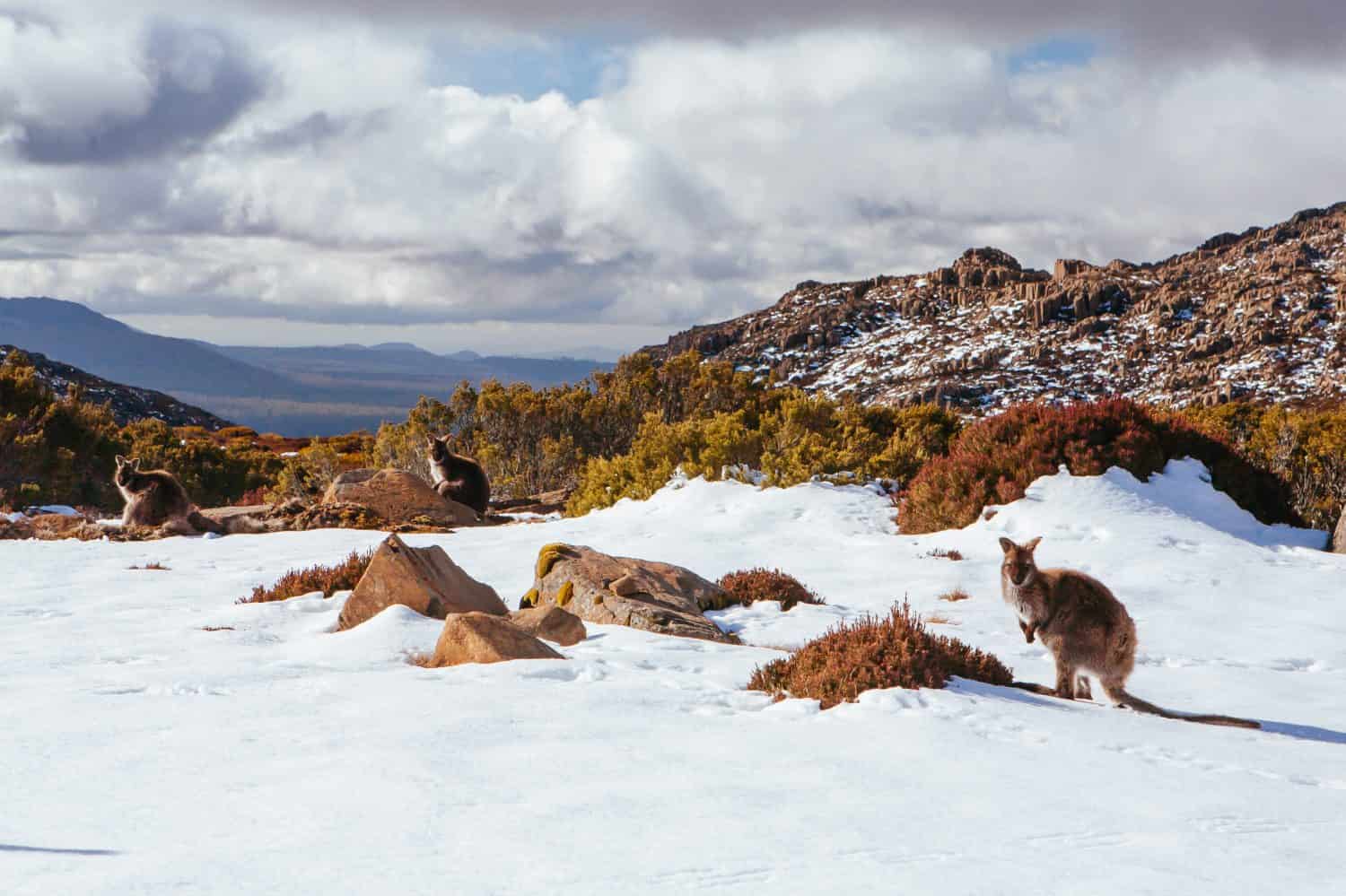 Il villaggio sciistico di Ben Lomond e i canguri selvatici in una tranquilla giornata invernale in Tasmania, Australia
