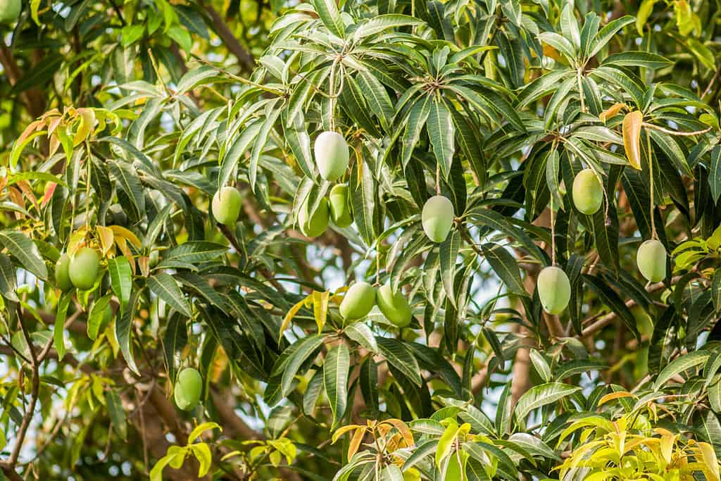 Mango verde crudo sull'albero, Salunkwadi, Ambajogai, Beed, Maharashtra, India, Sud-est asiatico