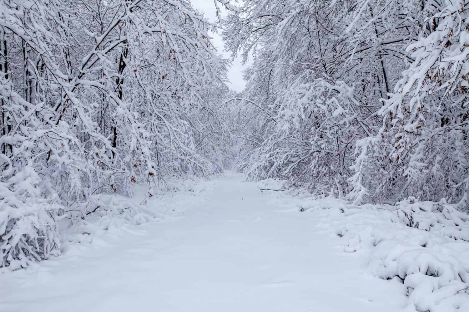 Strada e foresta innevate del Wisconsin in dicembre, orizzontali