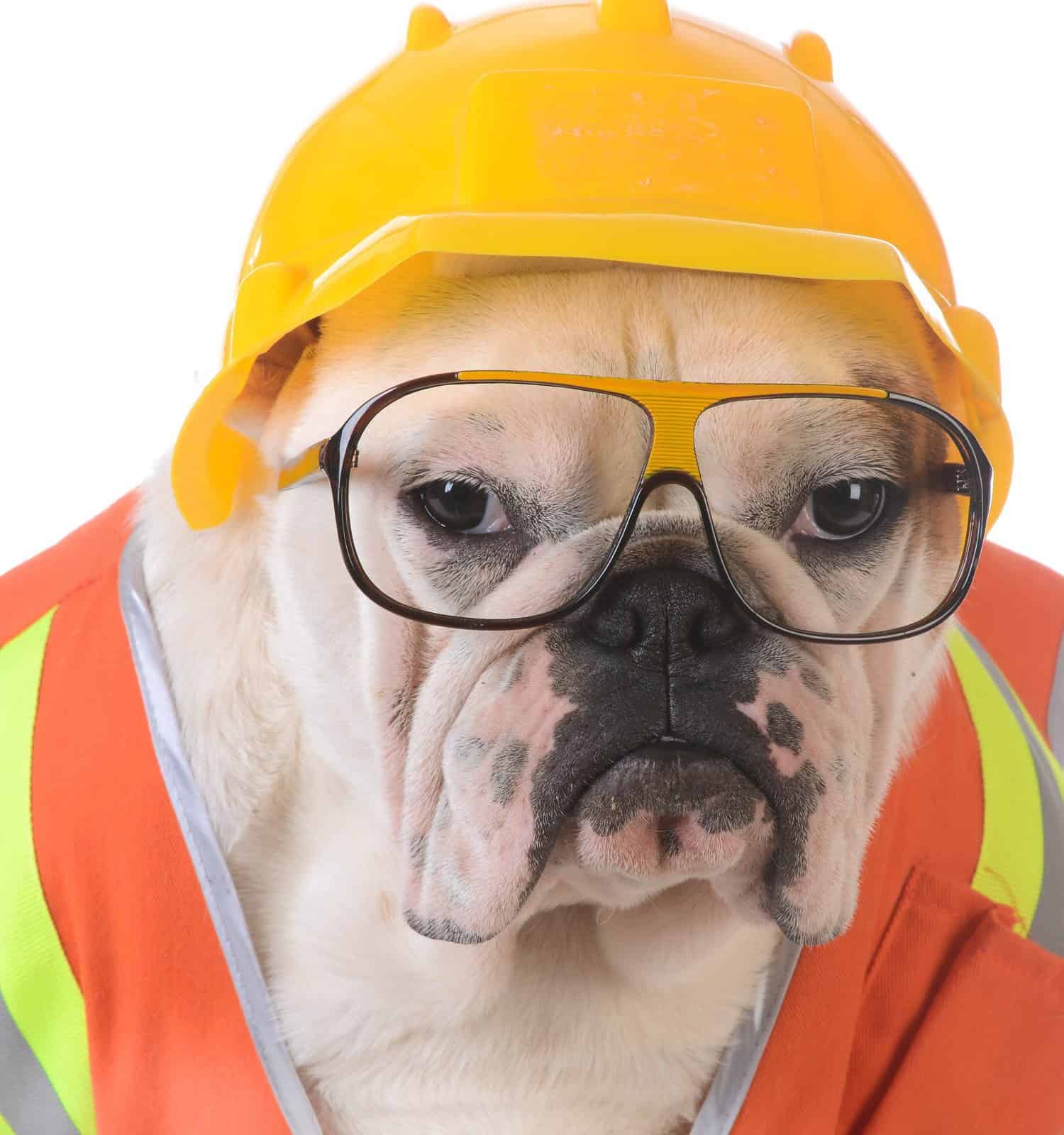 cane da lavoro - bulldog vestito da operaio edile su sfondo bianco