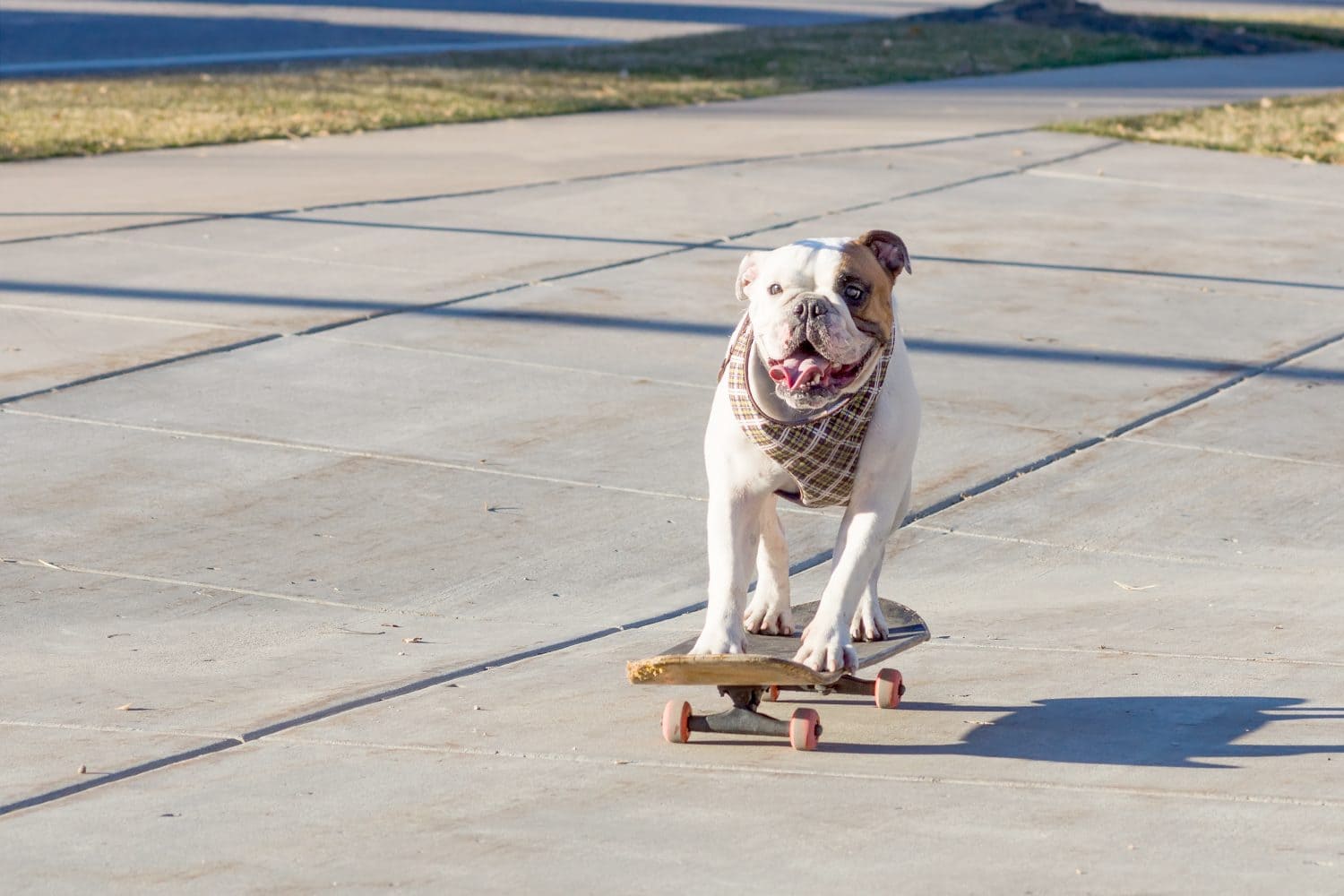 Bulldog inglese gioioso che guida uno skateboard per strada
