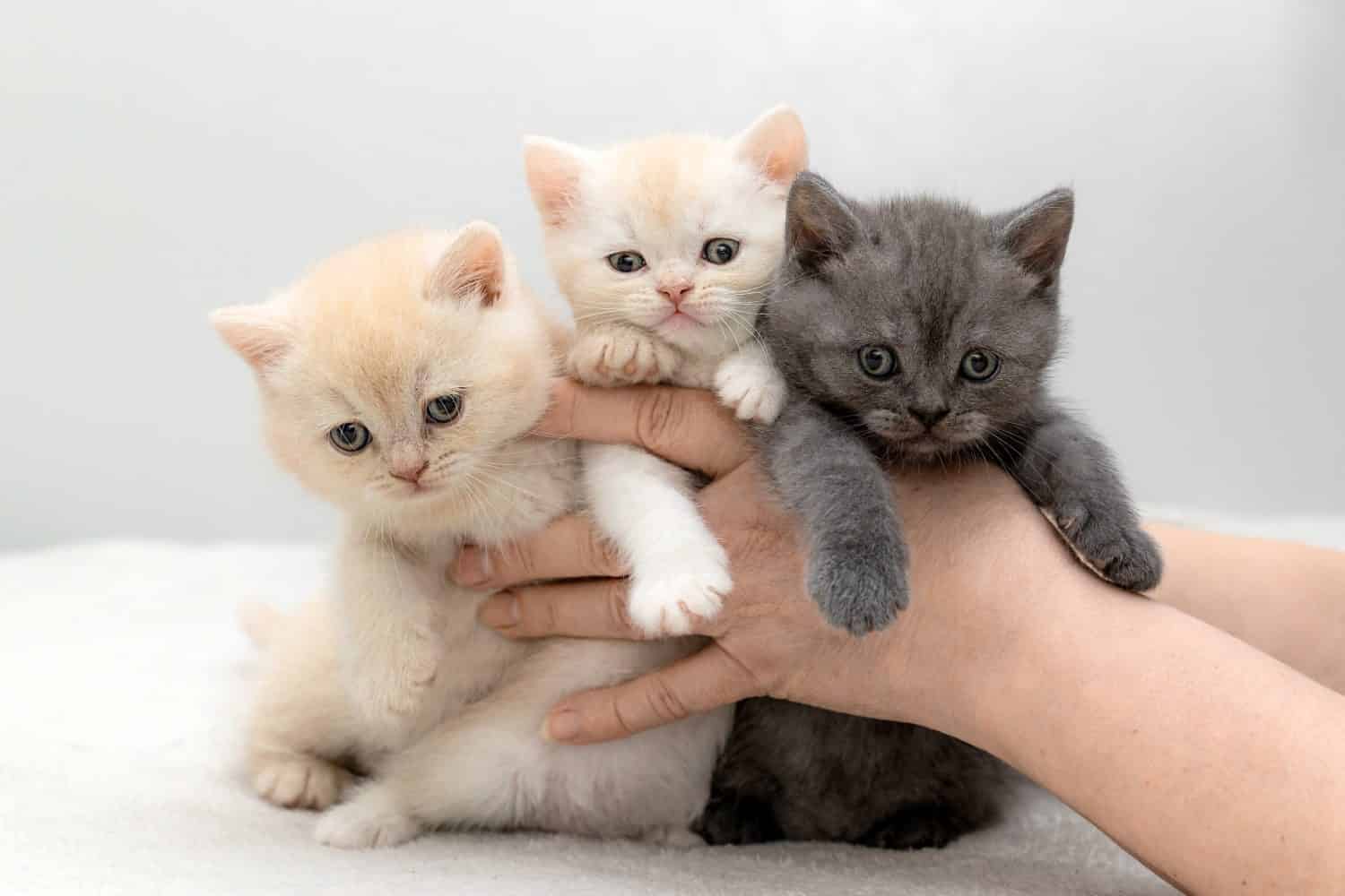 Gattini britannici di colore blu e crema posano nelle loro mani