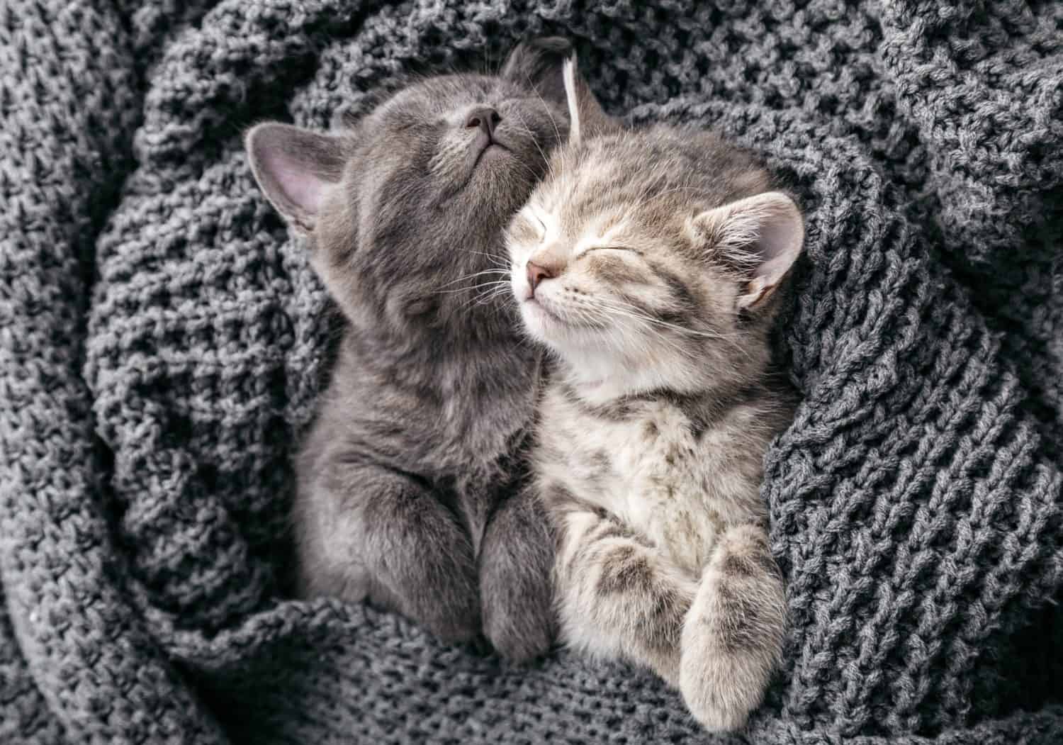 Una coppia di gattini che si abbracciano in relazioni di amicizia amorose e fanno un pisolino fanno sogni d'oro nella culla.  I gattini si strofinano delicatamente sulla coperta lavorata a maglia.  I gatti amano