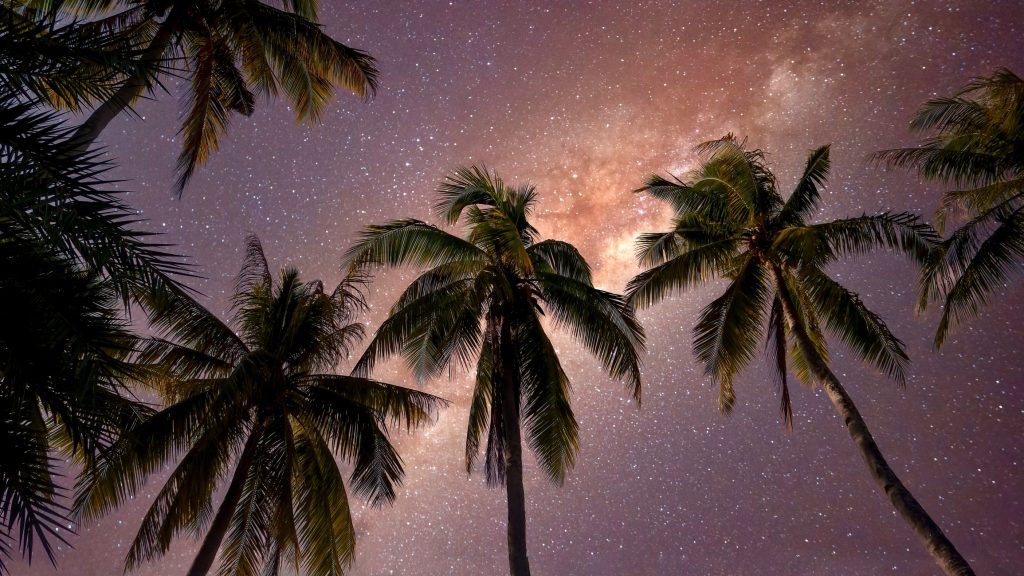 Una bellissima scena notturna tropicale, con le palme che si stagliano contro la Via Lattea. 
