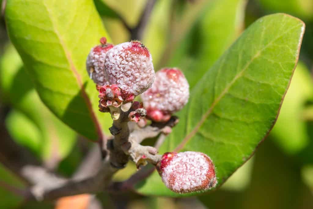 Macro primo piano frutti rossi appiccicosi maturi del cespuglio di bacche di limonata Rhus integrifolia in ambiente naturale