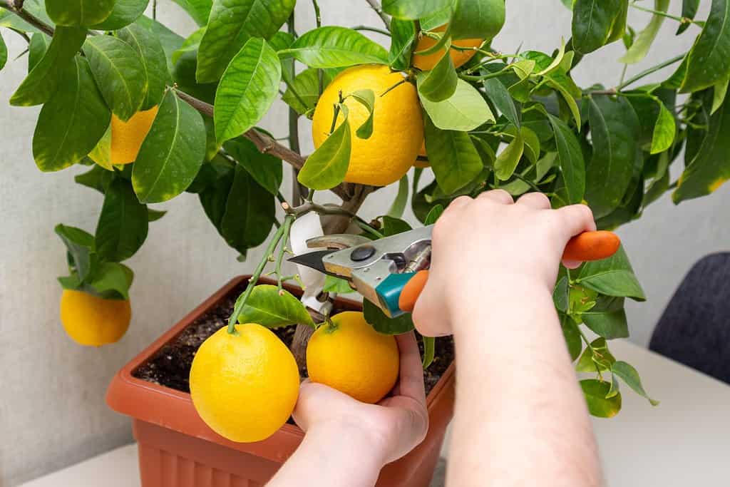 Raccolta di limoni freschi e gustosi da piante di agrumi in vaso.  Primo piano delle mani delle donne che raccolgono i limoni da coltivazione indoor con cesoie manuali.  Frutti maturi di Volcameriana di limone giallo e foglie verdi