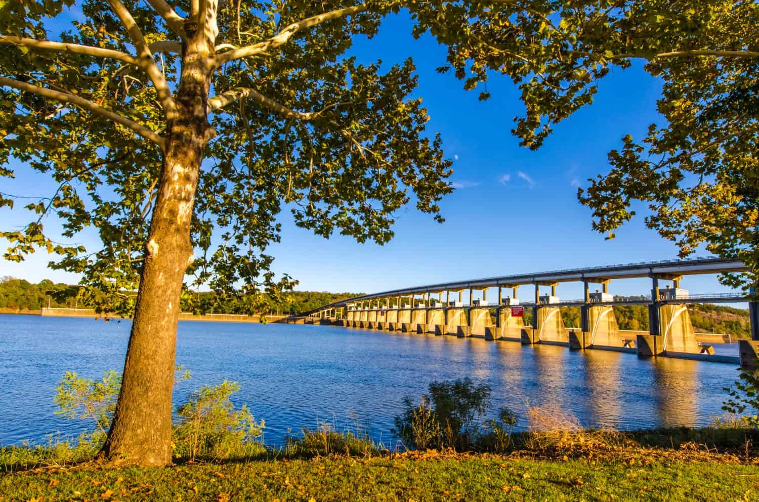 Il rospo succhia il parco statale.  Conway, Arkansas.