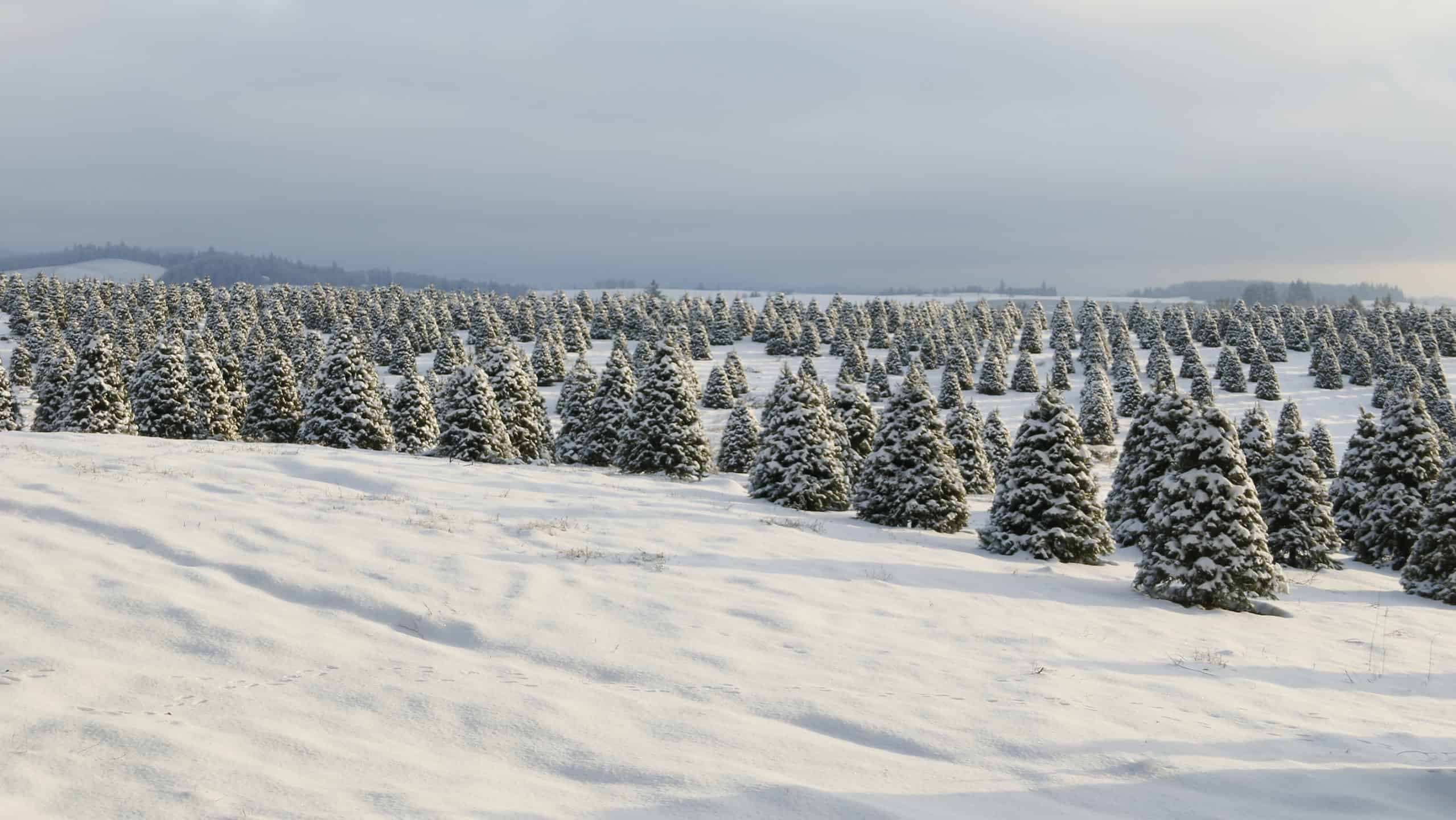 Natale nell'Oregon