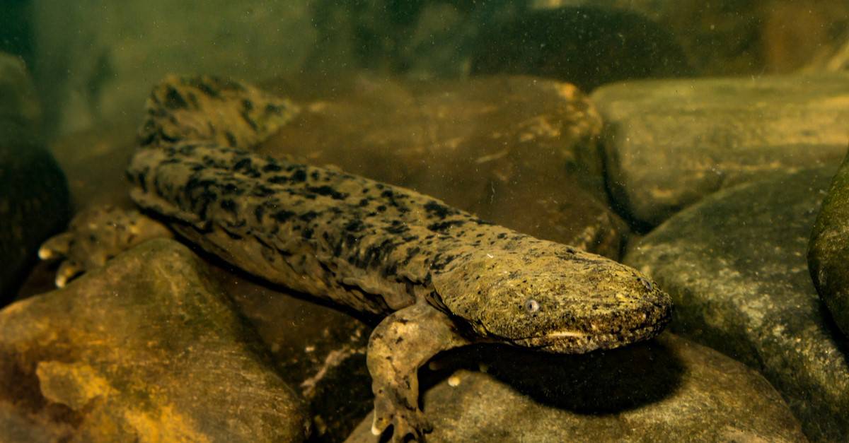 Hellbender orientale che nuota in un ruscello.