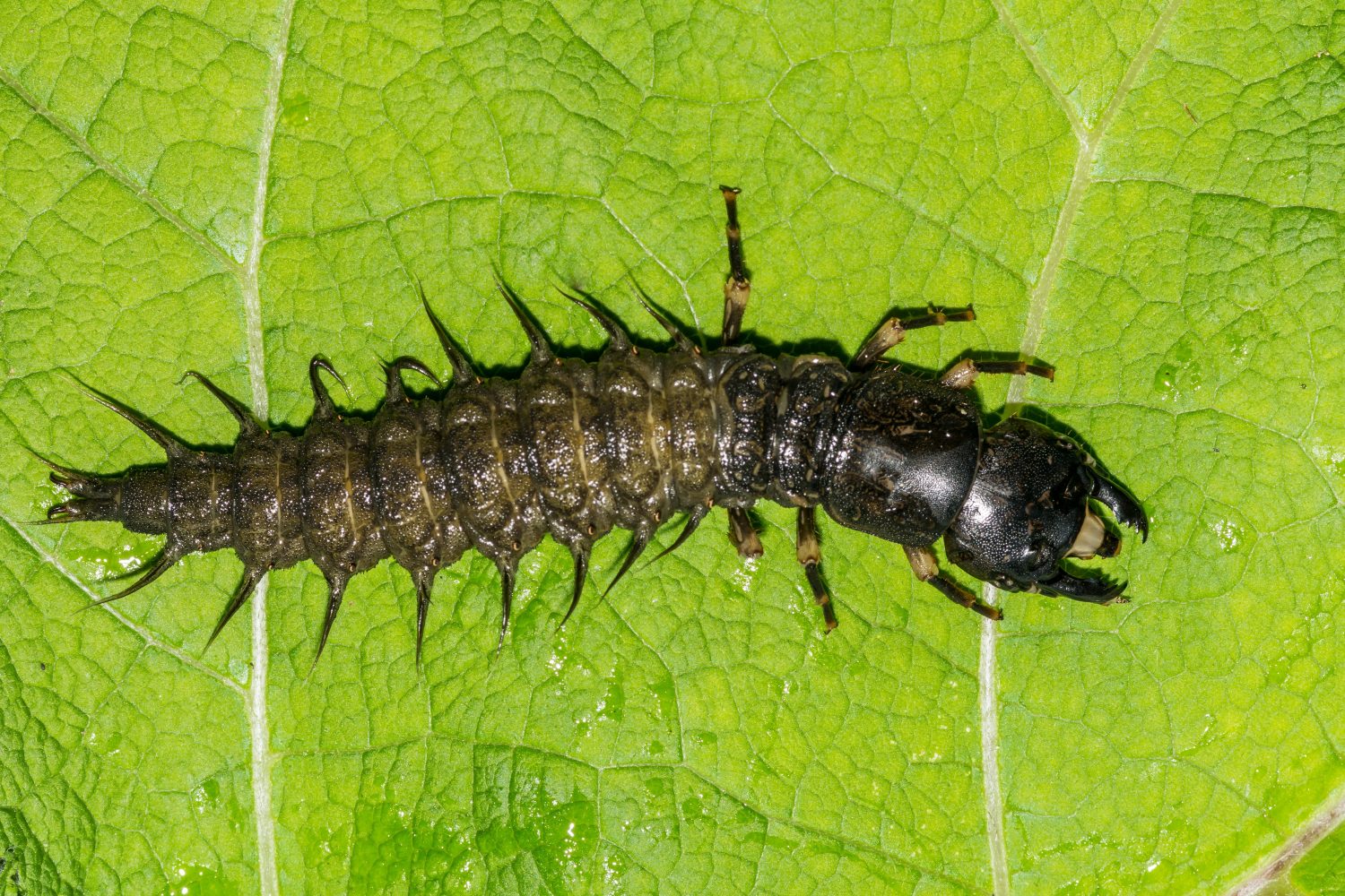 Hellgrammite- Dobsonfly orientale - Corydalus cornutus