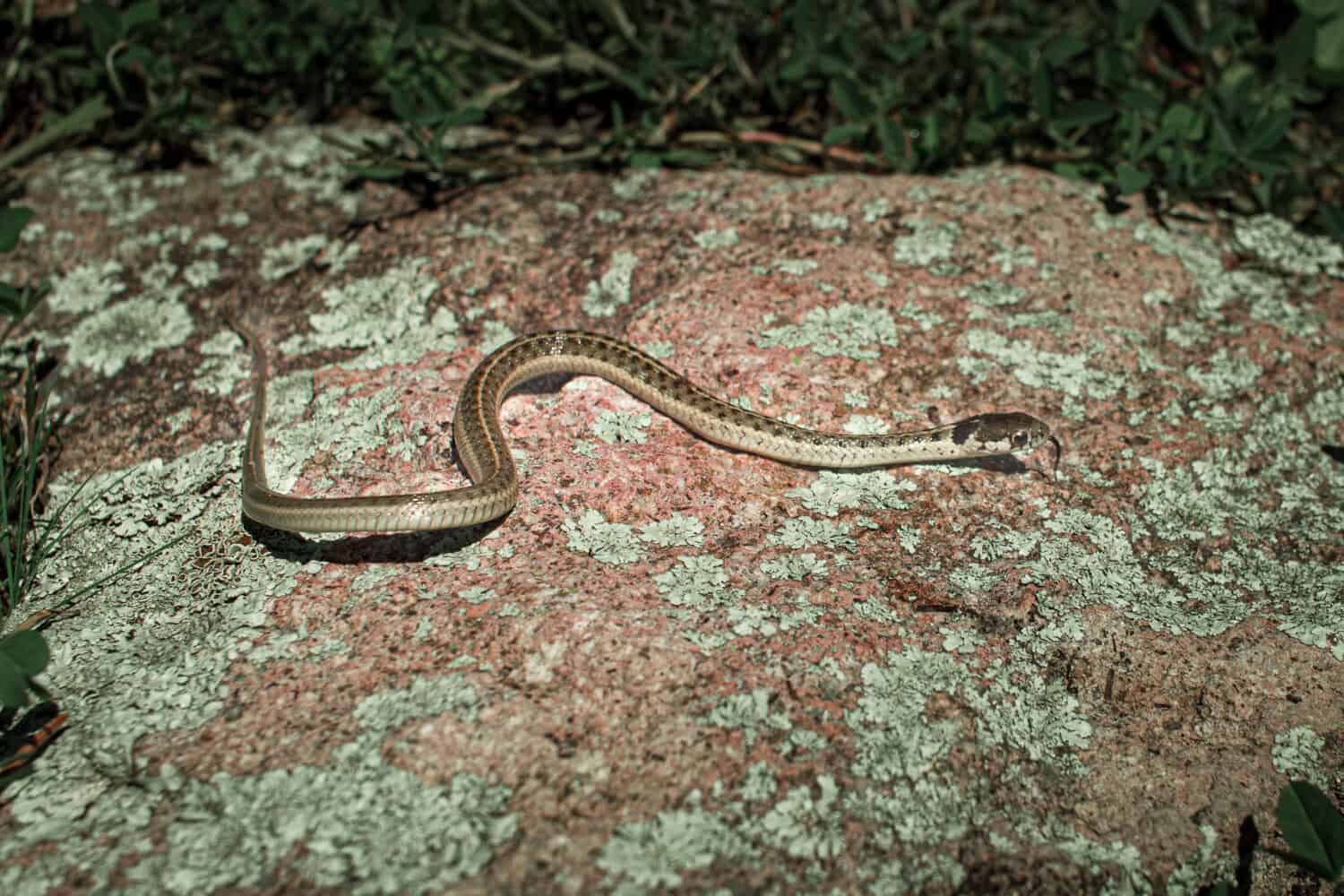 serpente giarrettiera della sierra Chihuahua Messico