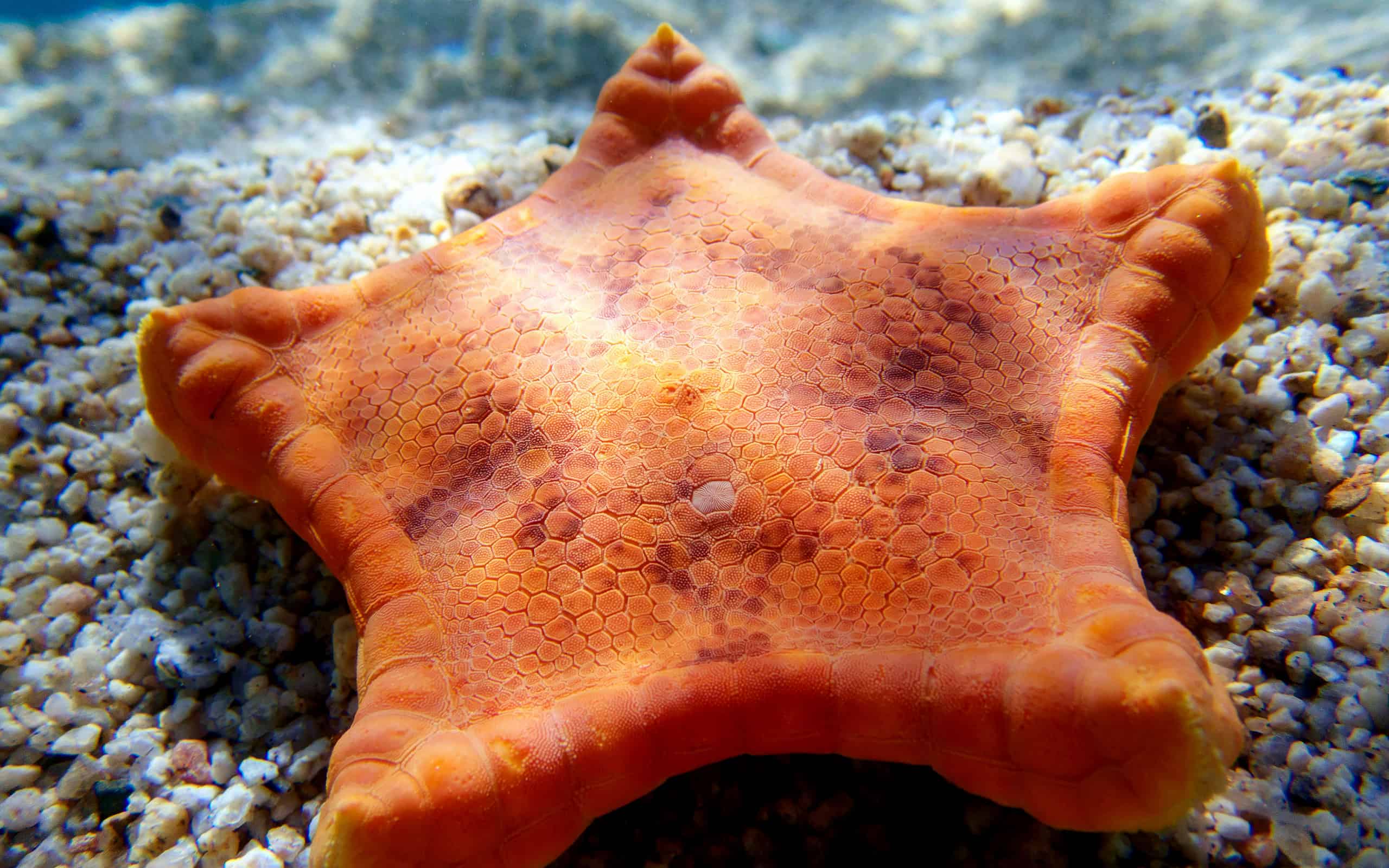 Biscuit Sea Star I membri della classe Asteroidea mostrano metodi di riproduzione sia asessuati (rigenerazione e clonale) che sessuali (gonocorici).