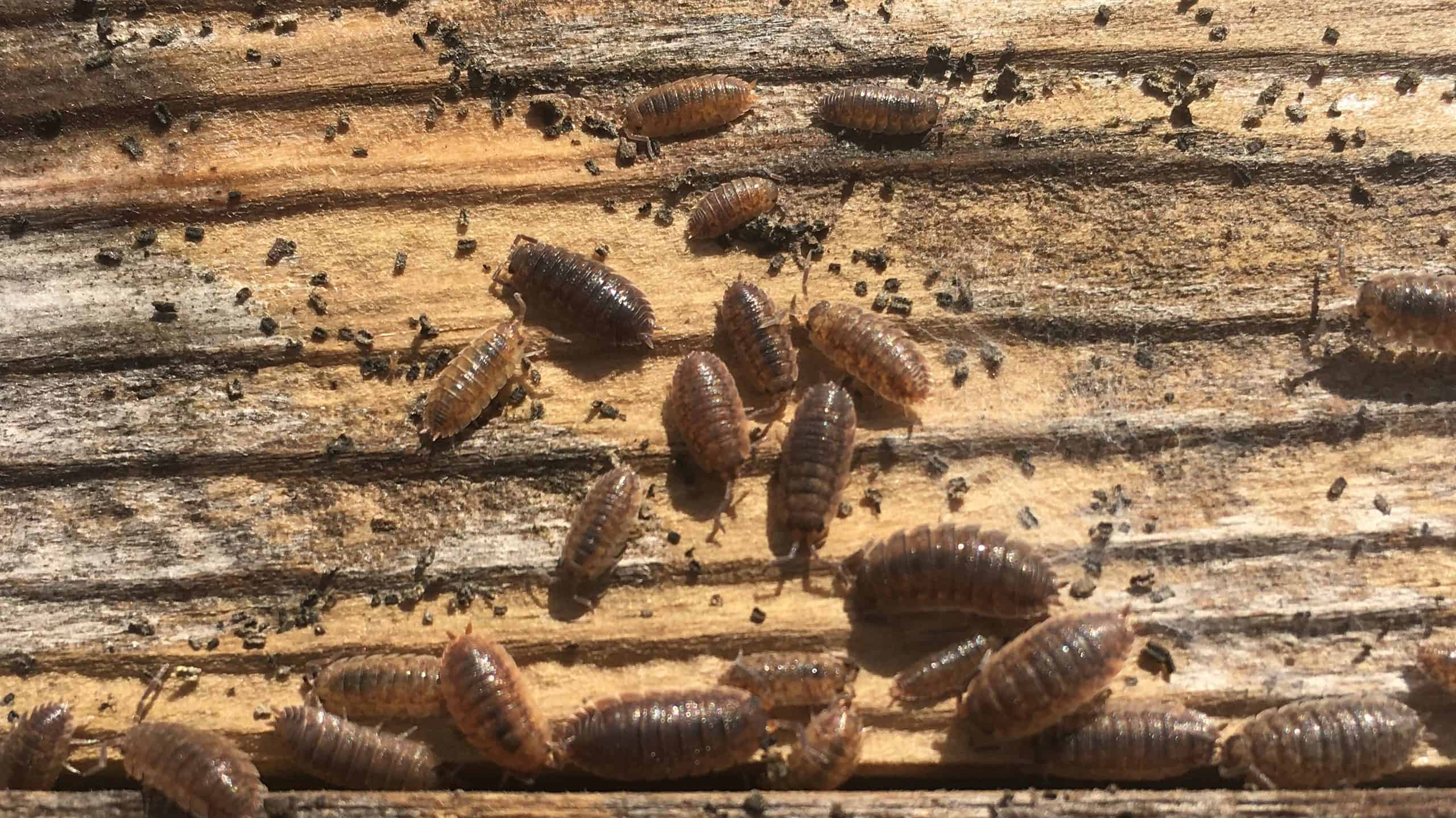 Il pidocchio del legno per adulti e bambini si disperde dopo essere stato disturbato dal bug della pillola che cammina lungo una tavola di legno con texture granulosa