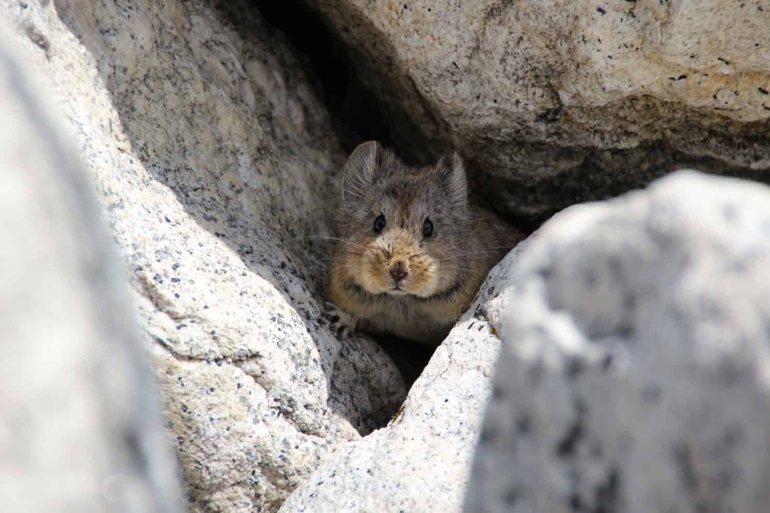 Pika himalayano (Ochotona himalayana), Nepal