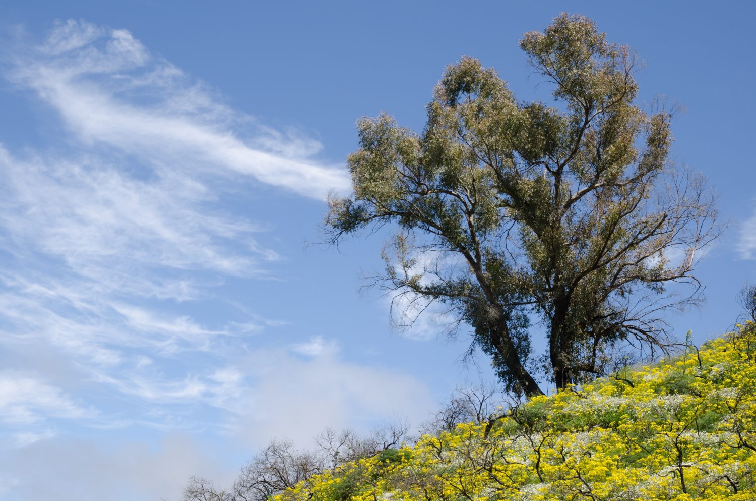 Gomma blu del sud Eucalyptus globulus e piante in fiore.  Paesaggio protetto di Las Cumbres.  San Mateo.  Gran canaria.  Isole Canarie.  Spagna.