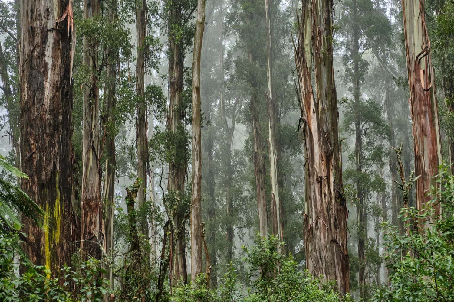 Il frassino di montagna australiano, Eucalyptus regnans, conosciuto variamente come cenere di montagna, gomma di palude o gomma filante, è una specie di albero forestale di medie dimensioni e molto alto originario della Tasmania e del Victoria, 