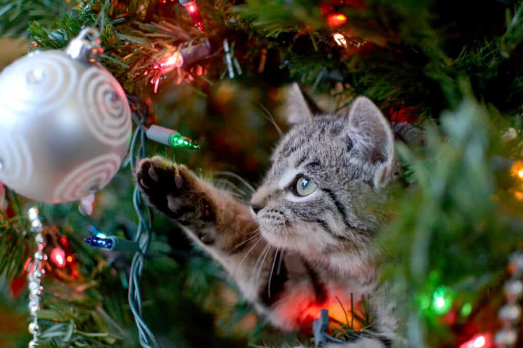 Il tuo albero di Natale a prova di gatto