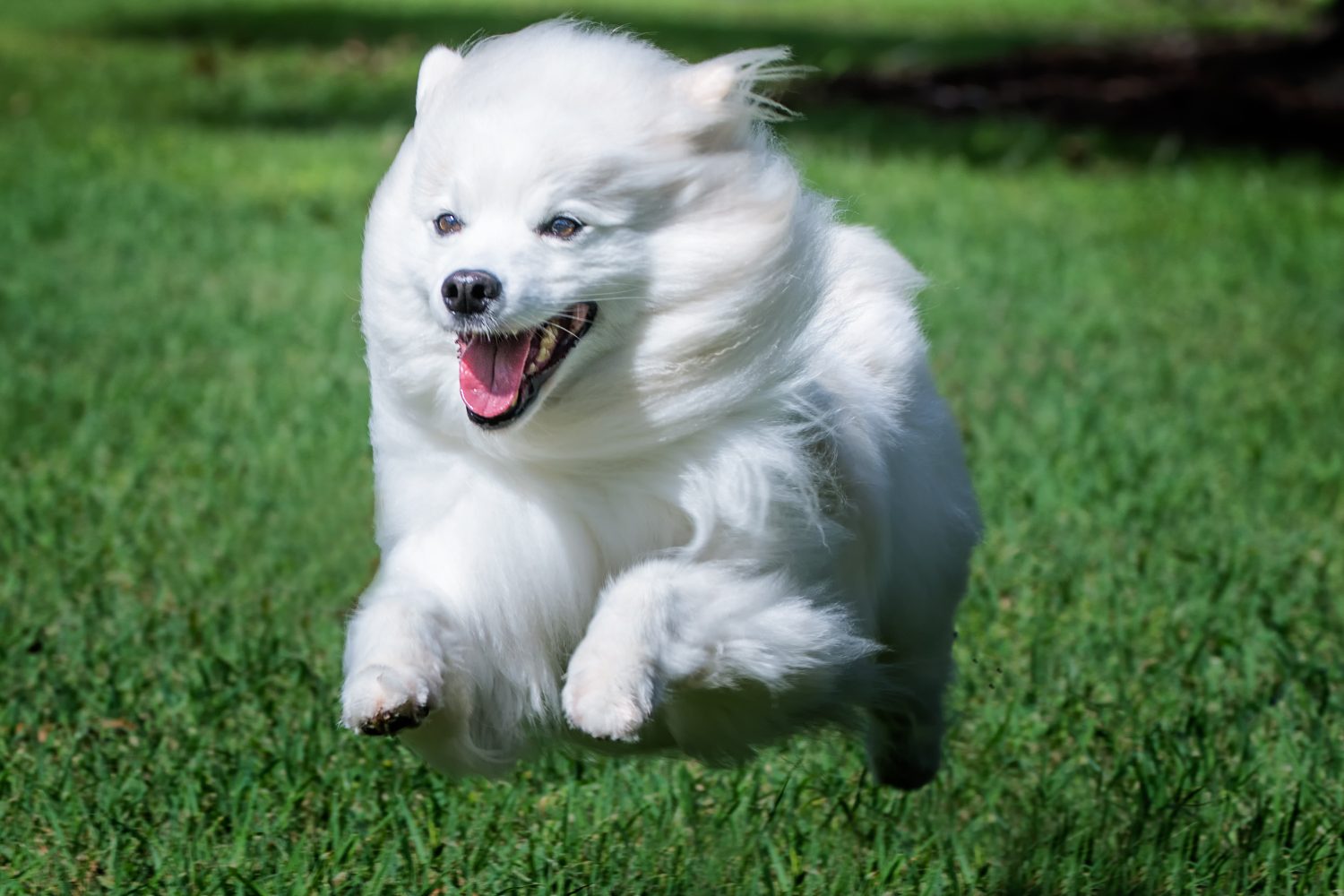 Cane eschimese americano che corre