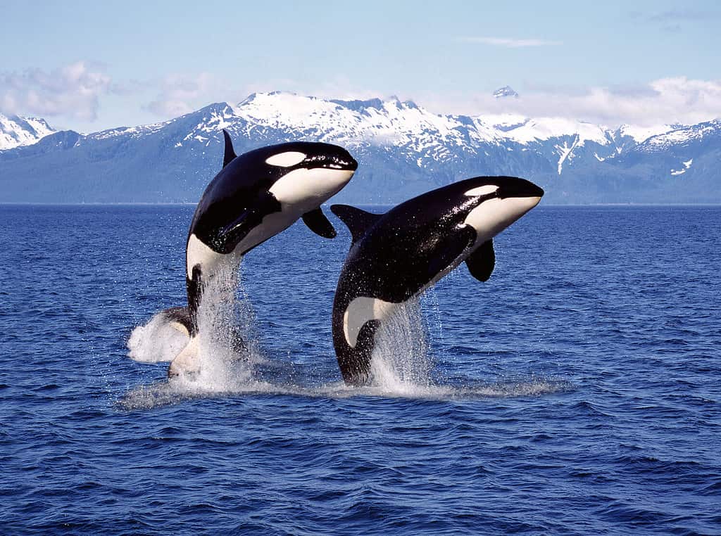 BALENA ASSASSINA Orcinus orca, COPPIA SALTANDO, CANADA