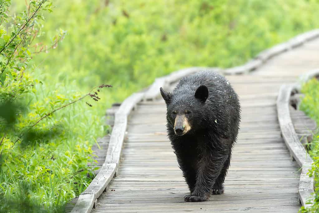l'orso nero cammina da solo sulla passerella di legno, circondato da alberi verdi e rigogliosi