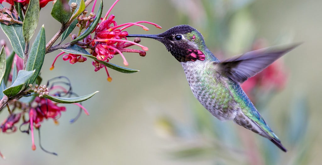 Il maschio adulto del colibrì di Anna si libra e si alimenta.  Santa Cruz, California, Stati Uniti.
