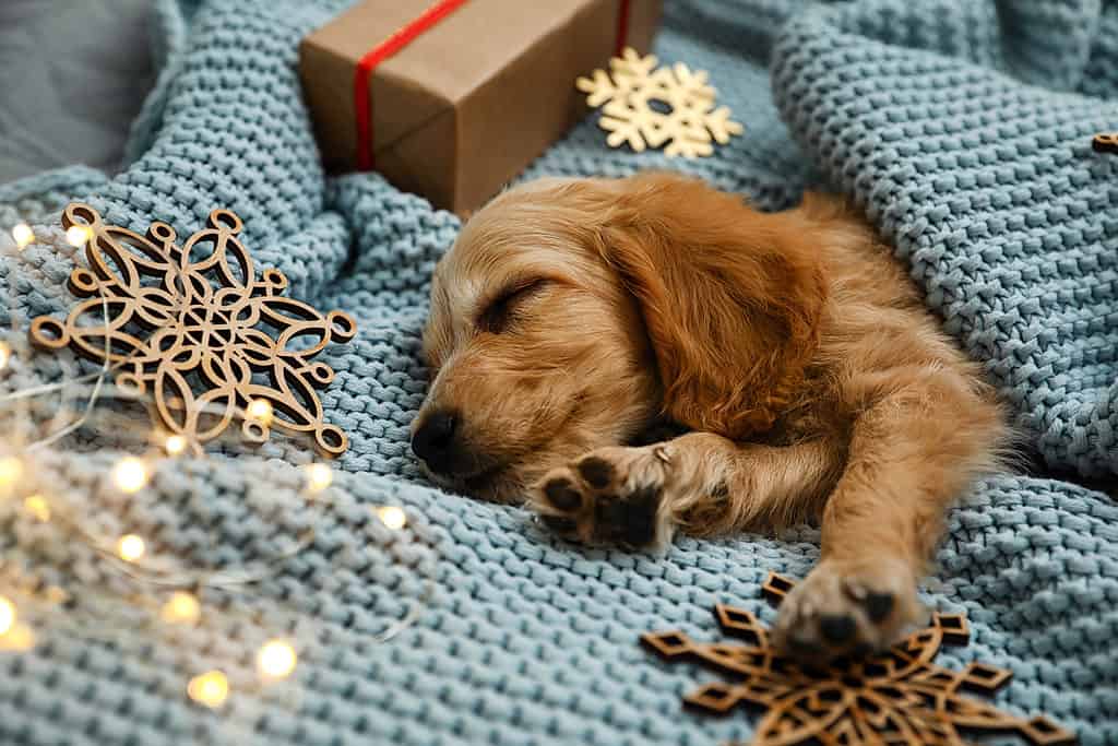 Cucciolo addormentato a Natale