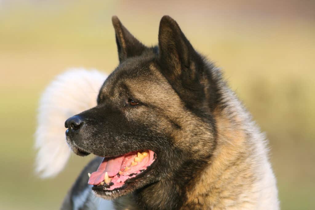 Prefettura di Akita, Akita - Cane, Animale, Cane, Composizione orizzontale