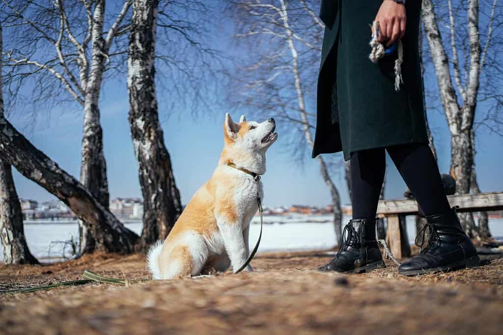 Un fedele cucciolo di akita inu guarda una donna con un cappotto verde scuro che tiene in mano un giocattolo di corda nel parco delle betulle. Il padrone sta addestrando il suo cane all'aria aperta.