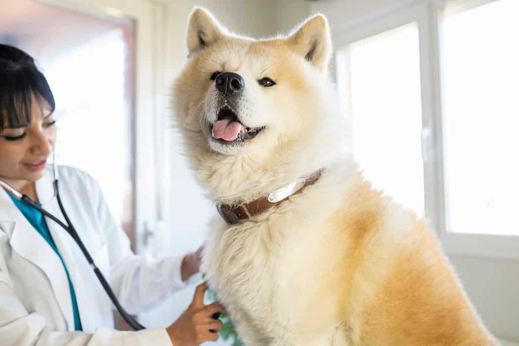 mano di un medico, veterinario, che ascolta un cane akita inu, in clinica
