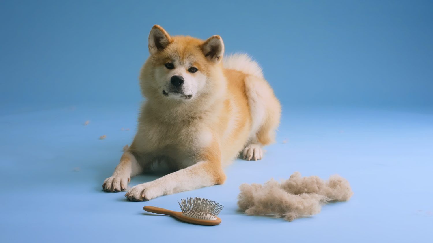 Cucciolo giapponese di Akita Inu in posa con spazzola e pelo in eccesso davanti, guardando la telecamera dopo essere stato curato su uno sfondo blu per studio